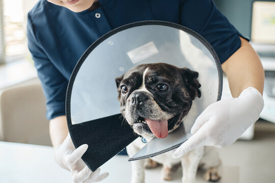 Veterinarian wearing protective gloves putting cone collar on French bulldog during medical examination in veterinary clinic. Useful for pet healthcare marketing and veterinary services