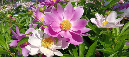 Pink and White Peonies Blooming in a Garden © TuongDuc