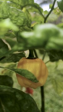 Yellow Habanero Hot Chili Pepper Growing on Green Plant Close Up