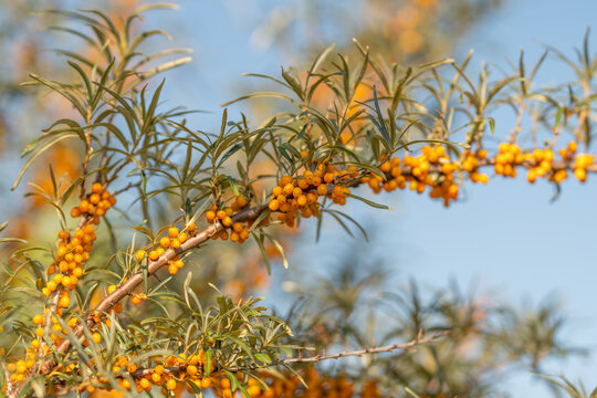 Bright orange sea buckthorn berries glisten under the clear sky showcasing nature's vibrant colors and lush greenery in the sunlit garden