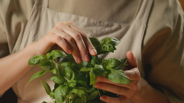 Close-up of a female person in a rustic linen apron gently touching fresh green basil leaves with her hands in warm lighting for home cooking, healthy eating, culinary, and recipe content.