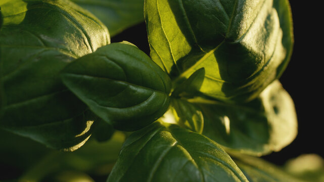 Macro close-up of a fresh green basil plant in warm sunlight. Vibrant foliage texture, natural lighting, organic ingredient background for healthy cooking and culinary content.