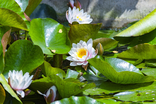 White Water Lilies Blooming Among Green Lily Pads in a Pond