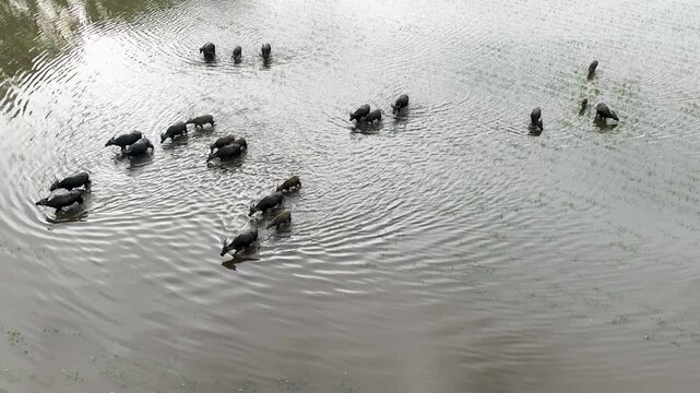 Aerial View of Water Buffalo Herd Grazing in Flooded Rice Fields, Tinh Bien, An Giang, Vietnam