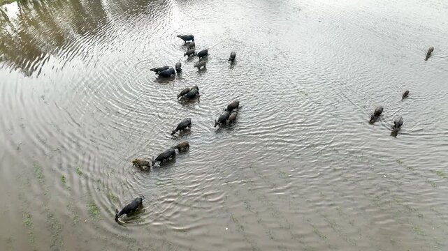 Aerial View of Water Buffalo Herd Grazing in Flooded Rice Fields, Tinh Bien, An Giang, Vietnam