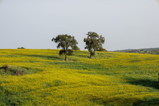 Alentejo field blooming yellow flowers with cork oak trees