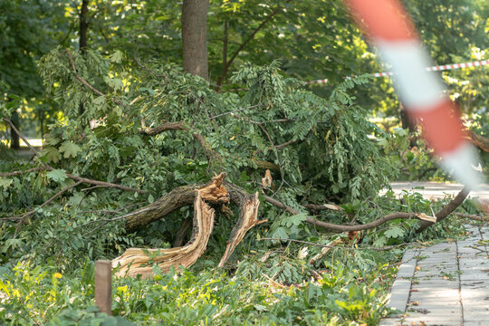 Fallen trees lying on park pavement due to strong winds