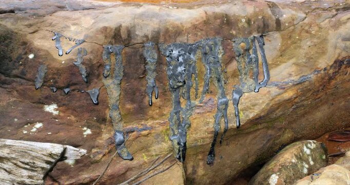 Natural pitch oozing out of a rock beside an Amazonian river. The rocks are part of the oil bearing Hollin Geological formation which supplies Ecuador's Amazonian oil fields. Napo Province, Ecuador.