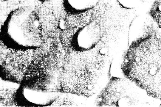 Rounded water droplets rest on a leaf surface rendered in coarse monochrome halftone.