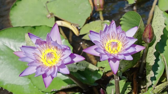 Lilies flower in nature. Summer blooming paradise. Bright purple flowering lily with leaves. Flower Nymphaea waterlily. Flowering Nymphaea lily. Lily blossom. Blooming waterlily flower in pond water