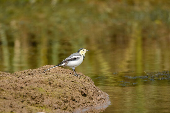 White wagtail on muddy wetland bank by calm water