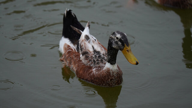 Brown duck swimming on calm pond water