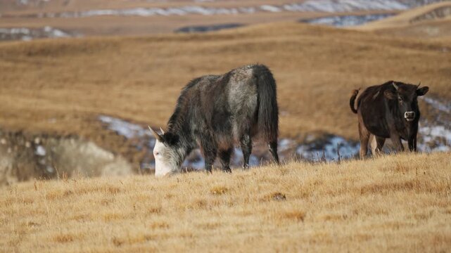 Domestic Cow Grazing on Golden Grassland in High Altitude in Autumn Wilderness Landscape