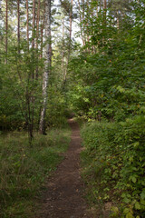 Narrow woodland trail surrounded by dense green forest vegetation © Natali