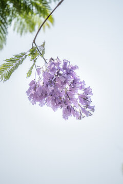 Purple jacaranda blossoms hanging from a branch against clear sky