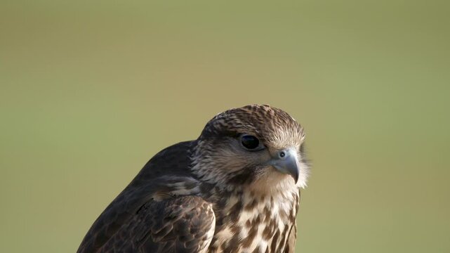 Falco falcon portrait shows sharp eyes detailed plumage plus hooked beak in natural light.