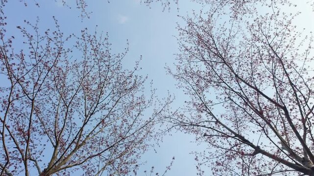 Sakura Cherry Blossom Tree Branches Against Blue Sky During Springtime