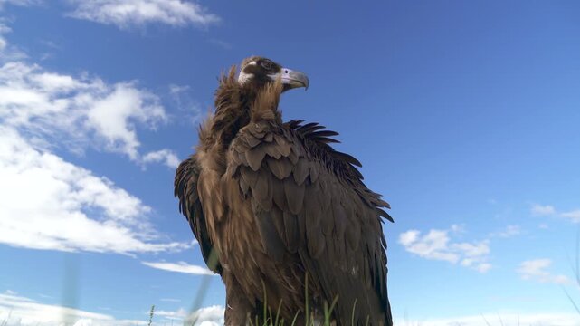 Cinereous vulture portrait fills blue sky backdrop with hooked beak plus powerful dark feathers.