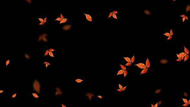 colorful autumn leaves falling isolated alpha channel animation, leaf fall thanksgiving and Halloween celebration video stream overlay social media motion design element
