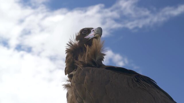 Cinereous vulture portrait fills blue sky backdrop with hooked beak plus powerful dark feathers.