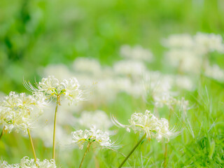 Obraz premium 白い花。繊細なしべの造形。秋の公園や花壇を彩るヒガンバナのある風景。自然風景素材。