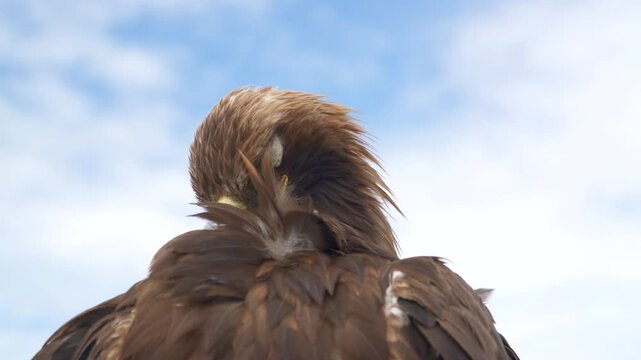 Eagle portrait shows brown plumage, a hooked beak, sharp eye, and powerful talons.