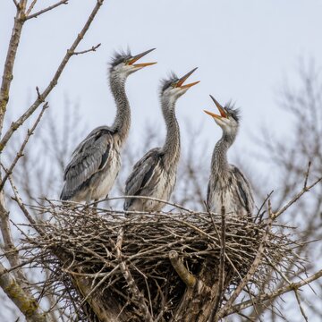 Grey heron chicks crowding a stick nest high in a bare tree