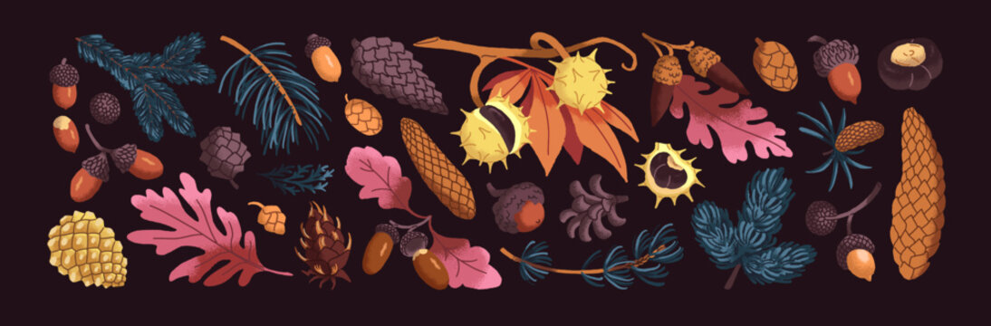 Autumn forest set. Fall leaves, branches of oak with acorns and pine twigs with cones. Autumn leaves and branches of chestnuts. Fall forest elements. Faded plants and tree leaf in September