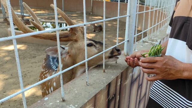 A man feeds a spotted deer (Axis axis) in its enclosure. Zoo education fosters affection, care, and concern for animals.