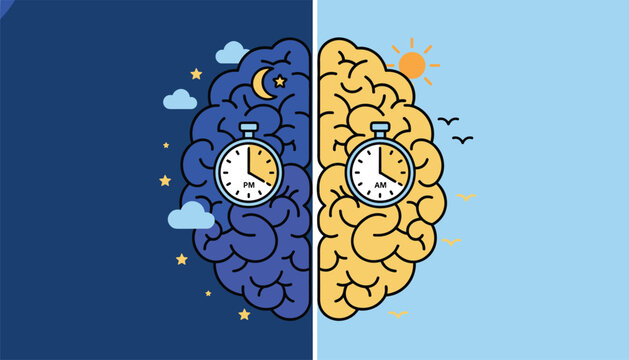Split screen graphic illustration showing a human brain divided into day and night, featuring a sun and moon with clock faces to represent time zones.