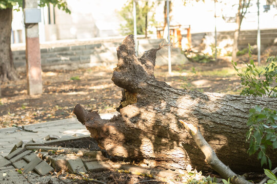 A tree was felled in the park from a strong wind.