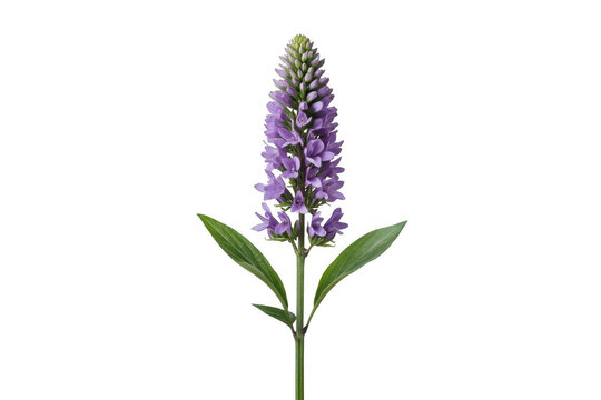 Purple Flower Spike with Green Leaves and Stem