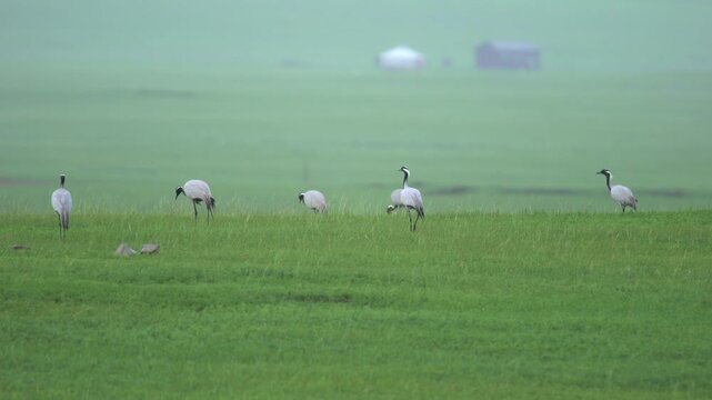 Wild cranes forage together on a treeless meadow in an open steppe habitat.
