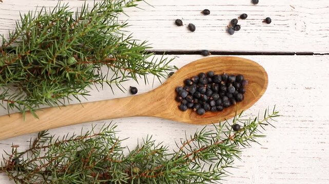 Juniper latin Juniperus communis berries on a wooden spoon, juniper tree branch with confier cones and berries scattered around, copy space. White wood board background.
