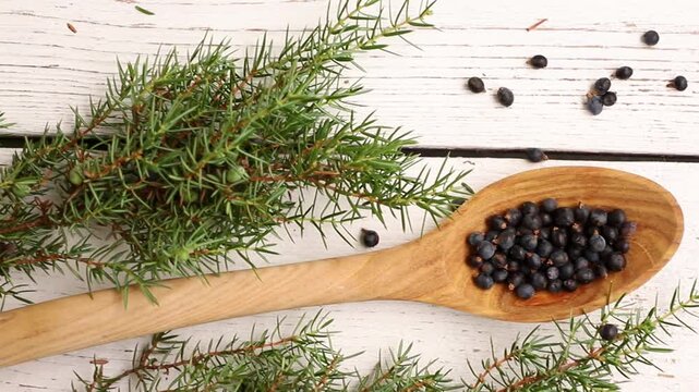 Juniper latin Juniperus communis berries on a wooden spoon, juniper tree branch with confier cones and berries scattered around, copy space. White wood board background.