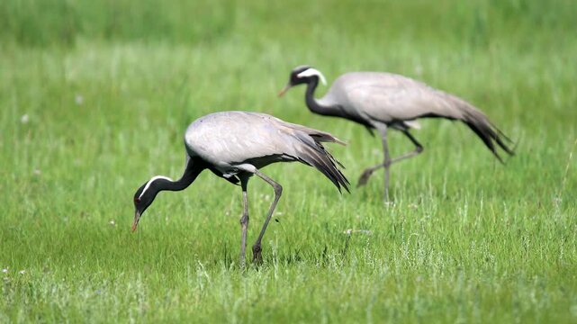 Wild cranes forage together on a treeless meadow in an open steppe habitat.