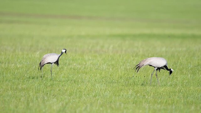 Wild cranes forage together on treeless meadow across open steppe in a calm feeding scene.