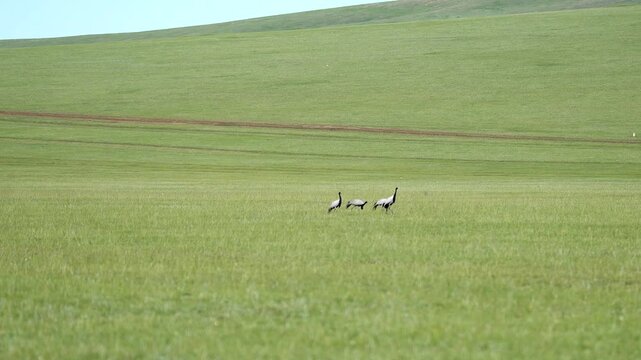 Wild cranes forage together on treeless meadow across open steppe in a calm feeding scene.