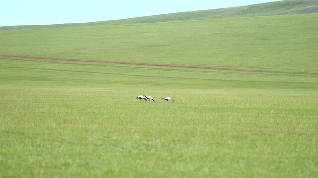 Wild cranes forage together on treeless meadow across open steppe in a calm feeding scene.