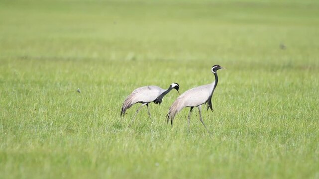 Wild cranes forage together on treeless meadow across open steppe in a calm feeding scene.