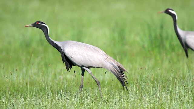 Wild cranes forage together on treeless meadow across open steppe in a calm feeding scene.