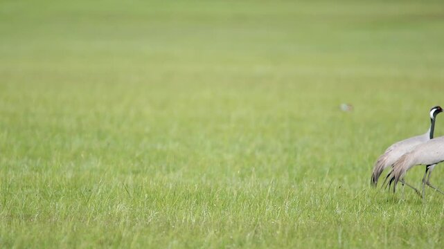 Wild cranes forage together on treeless meadow across open steppe in a calm feeding scene.