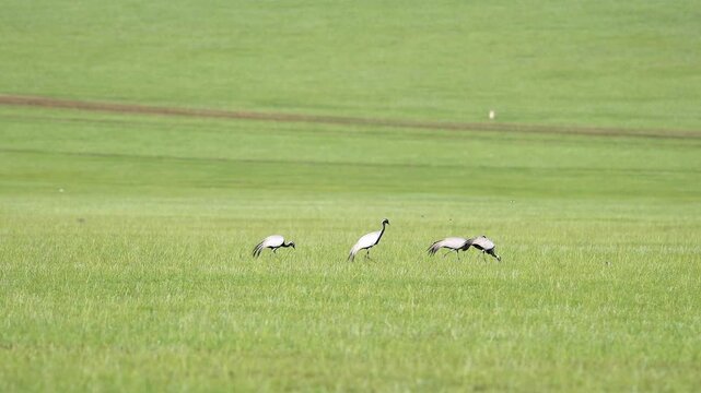 Wild cranes forage together on treeless meadow across open steppe in a calm feeding scene.