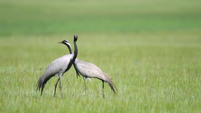 Wild cranes forage together on treeless meadow across open steppe in a calm feeding scene.