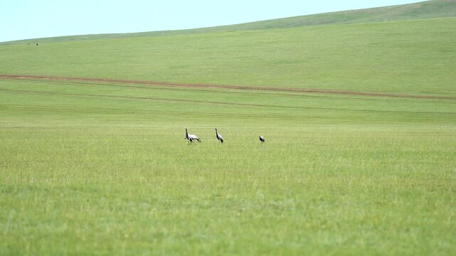 Wild cranes forage together on treeless meadow across open steppe in a calm feeding scene.