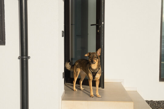 Mixed-breed brown dog standing at home's door, enjoying its new life after adoption. Pet well-being