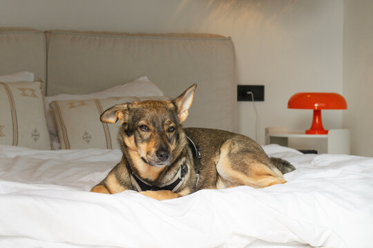 Dog resting on a bed in a home environment after being adopted