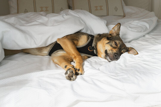 A mixed-breed brown dog enjoys a nap at home under a soft blanket in a comfortable bed