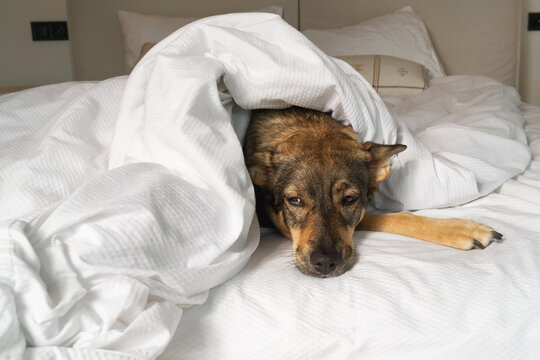 A mixed-breed bored brown dog resting under a blanket at home after adoption
