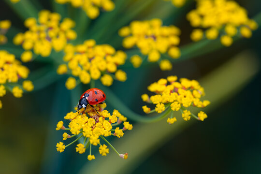 Seven-spot ladybird (Coccinella septempunctata) on the bright yellow flowers of fennel (Foeniculum vulgare) in the gardens of Castle Howard, North Yorkshire, England, in summer.